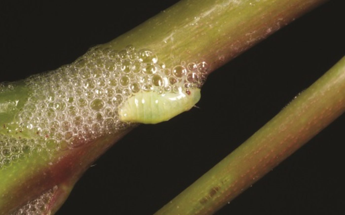 Common froghopper (spittle bug), Philaenus spumarius